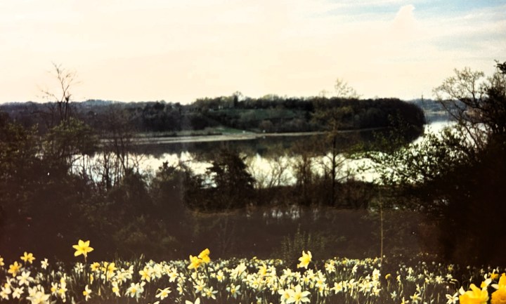 Daffodils in the foreground of a landscape showing the main channel of the Tennessee River