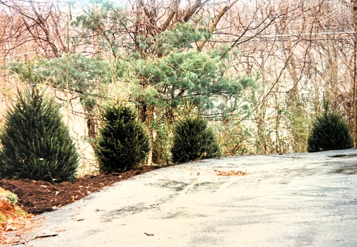 Paved, wooded driveway