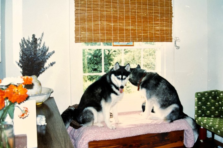 A pair of Siberian huskies in a window