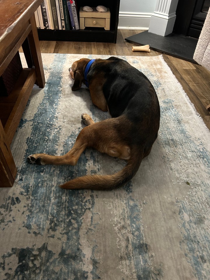 Henry at peace in the living room