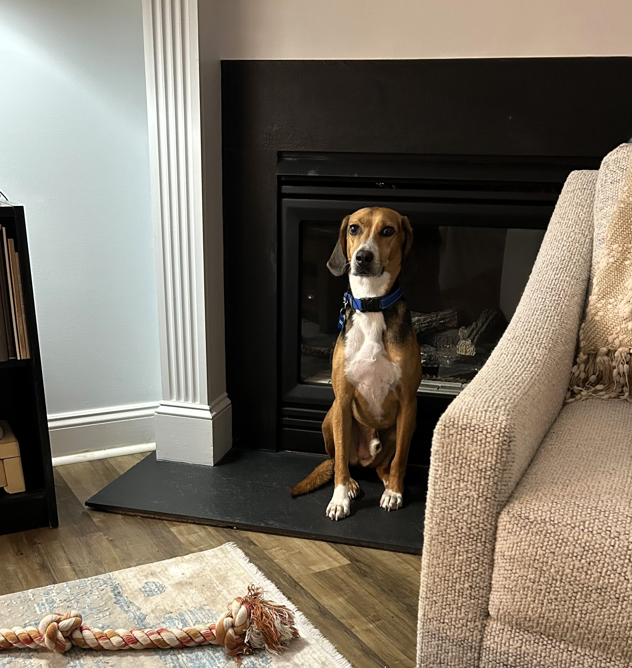 Henry-the-Hound on the fireplace hearth