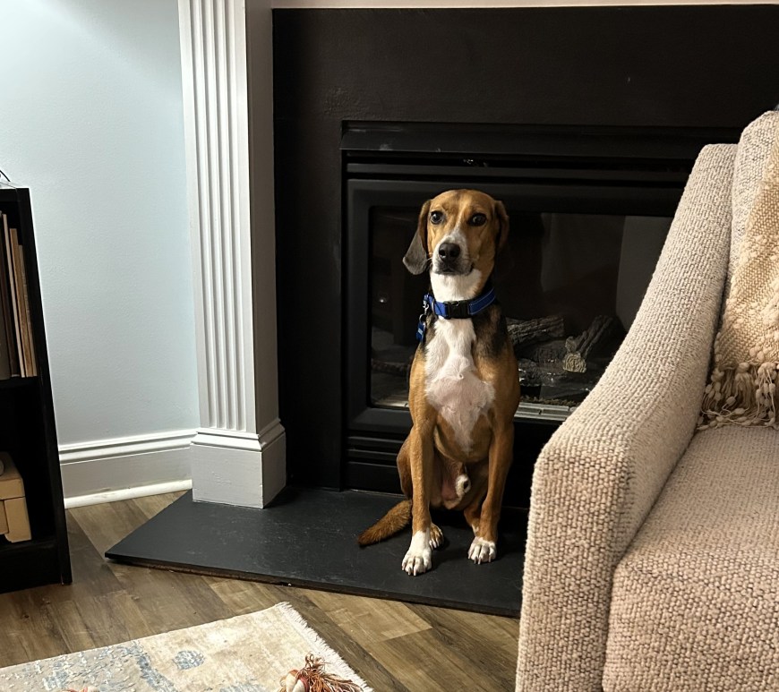 Henry-the-Hound on the fireplace hearth