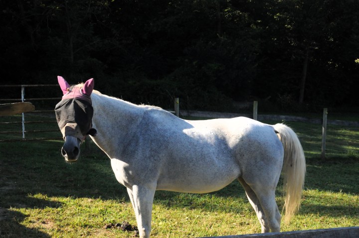horse at Fallen Tree Farm