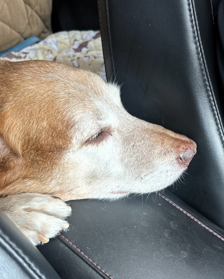 Scout-the-Goldapeake-Retriever rests his chin on the car console from the backseat