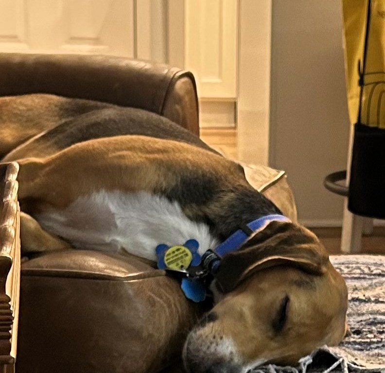 Henry-the-Hound comically asleep with his head hanging off our leather armchair