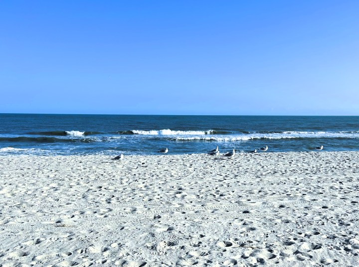 Resting seagulls at Fort Fisher Beach on Christmas Day 2025