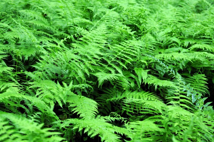 North Mills Recreation Area landscape Pisgah National Forest, field of ferns