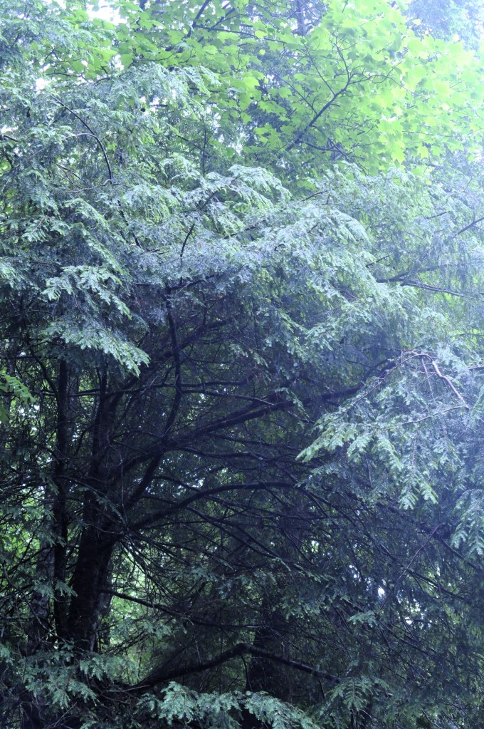 North Mills Recreation Area landscape Pisgah National Forest