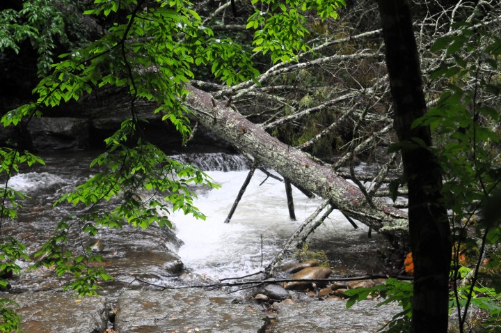 North Mills Recreation Area landscape Pisgah National Forest