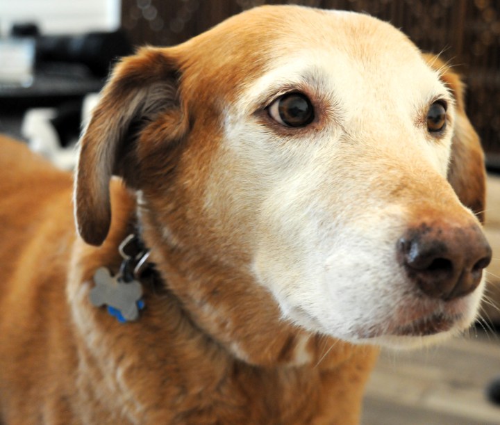 Up-close image of Scout-the-Goldapeake-Retriever with an all-white face showing his advanced age