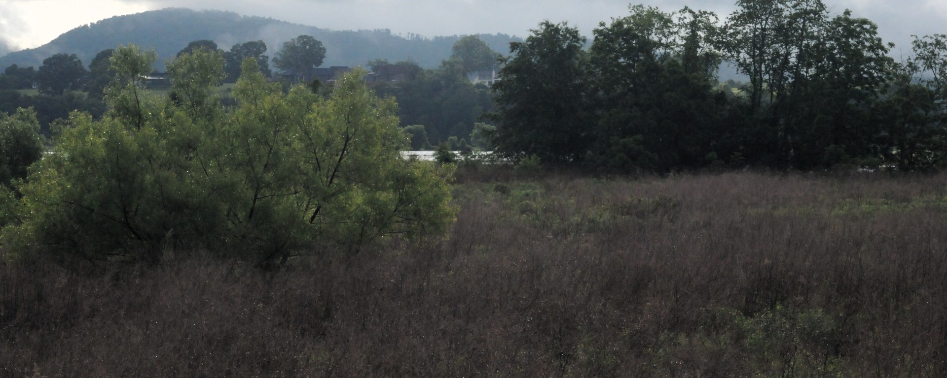 Bucolic meadow on a cloudy day with low mountains in the background
