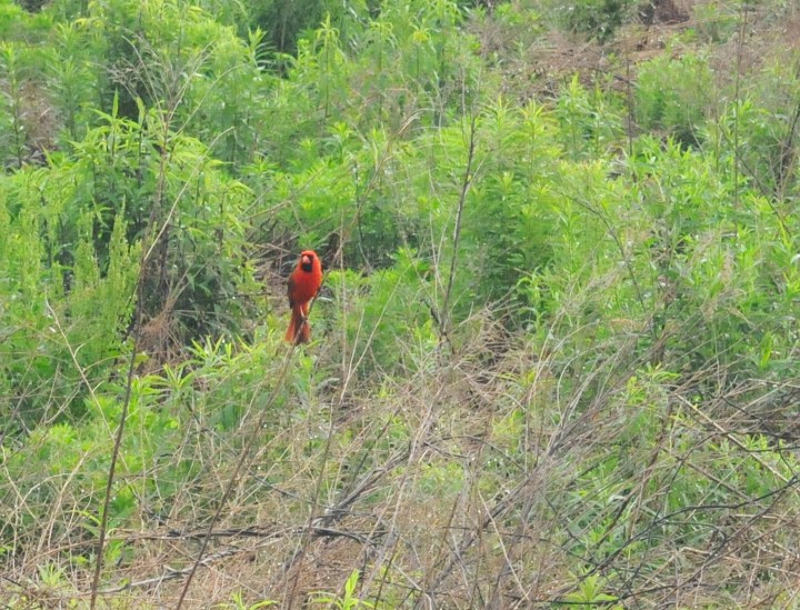 cardinal on a high weed in a field in Mills river, NC