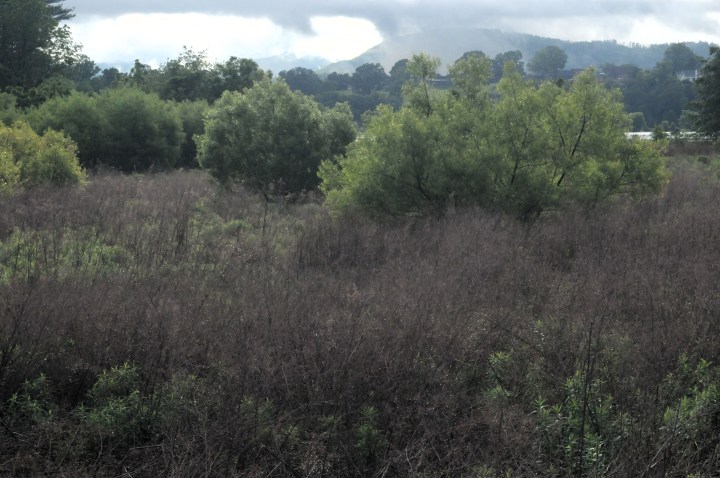 bucolic field near a farm in Mills River, NC