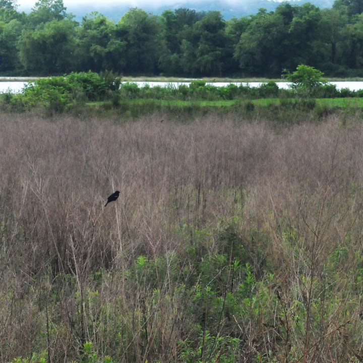 Mills River field, red-winged blackbird on stalk