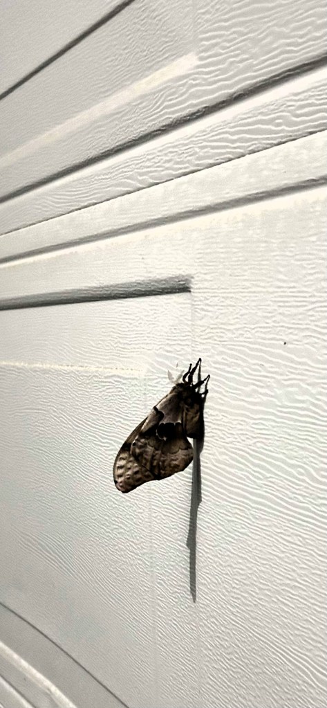Polyphemus Moth on garage door
