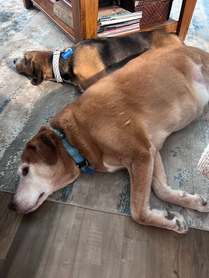 Henry-the-Hound and Scout-the-Goldapeake-Retriever napping peacefully next to one another