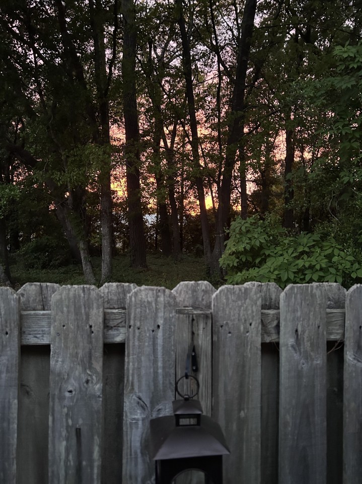 Sunset through woods with fence in foreground
