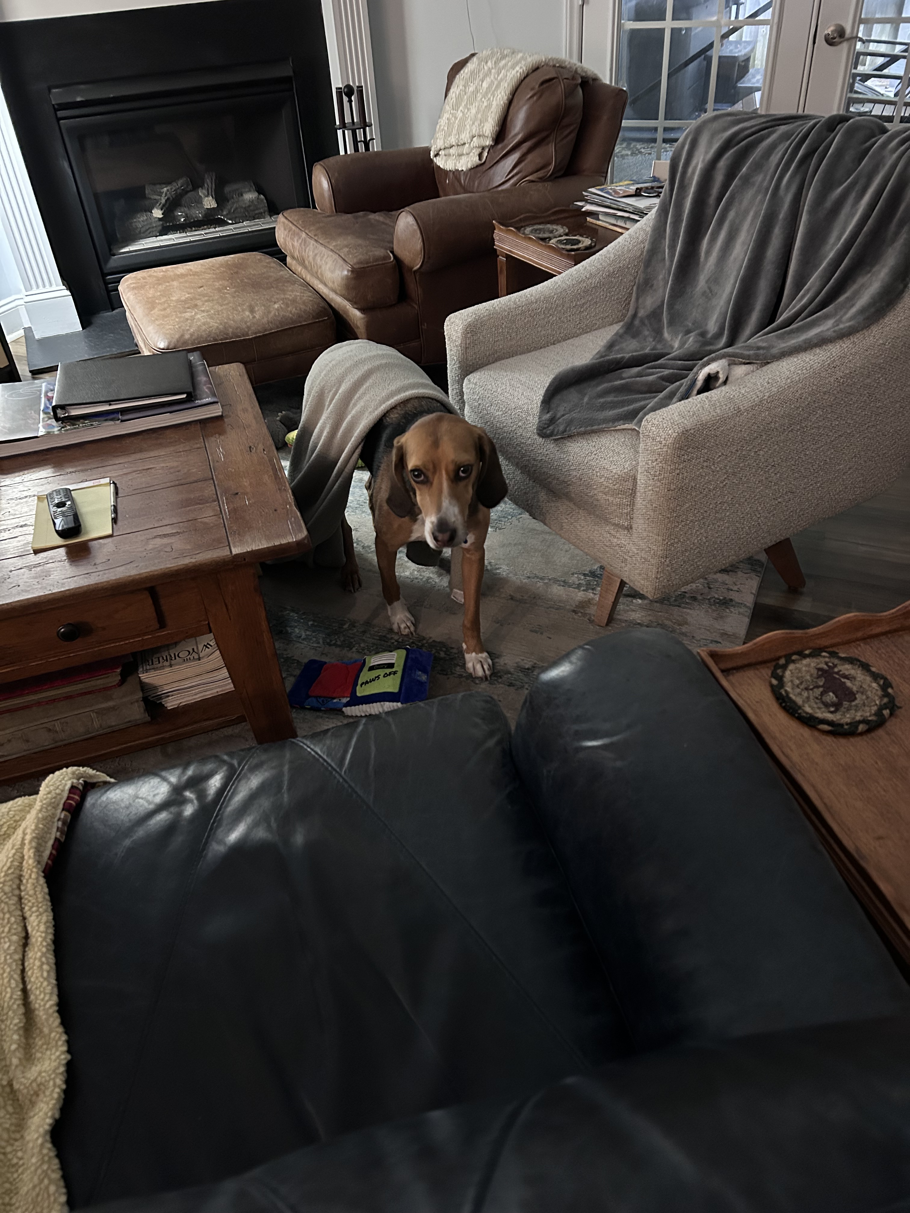 Henry-the-Hound with a blanket stuck on his back