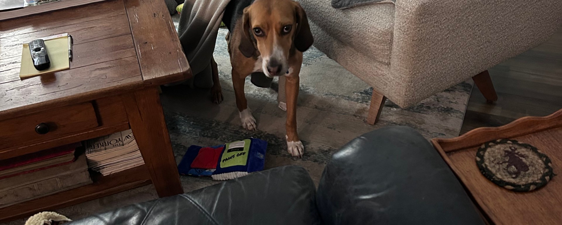 Henry-the-Hound with a blanket stuck on his back