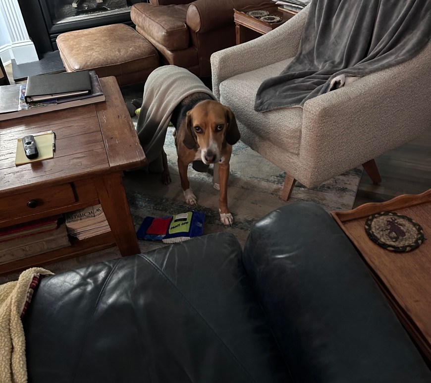 Henry-the-Hound with a blanket stuck on his back