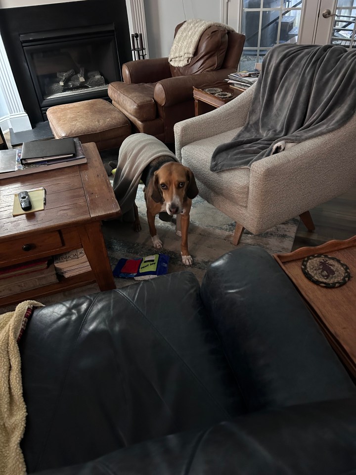 Henry-the-Hound with a blanket stuck on his back