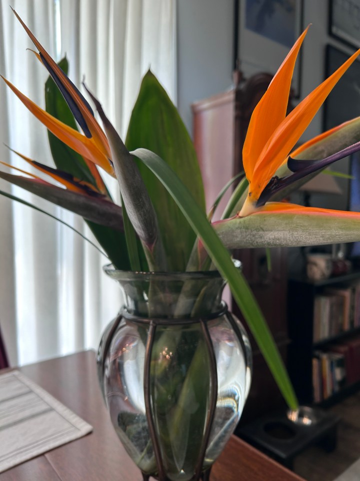Bird of Paradise in vase on dining table