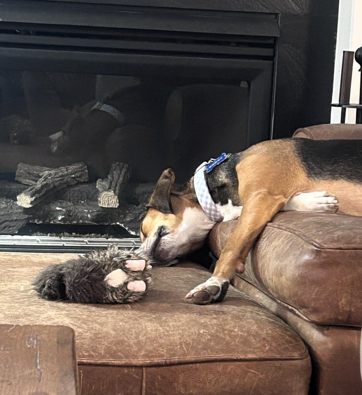 Henry-the-hound asleep in his favorite chair in front ot the fireplace