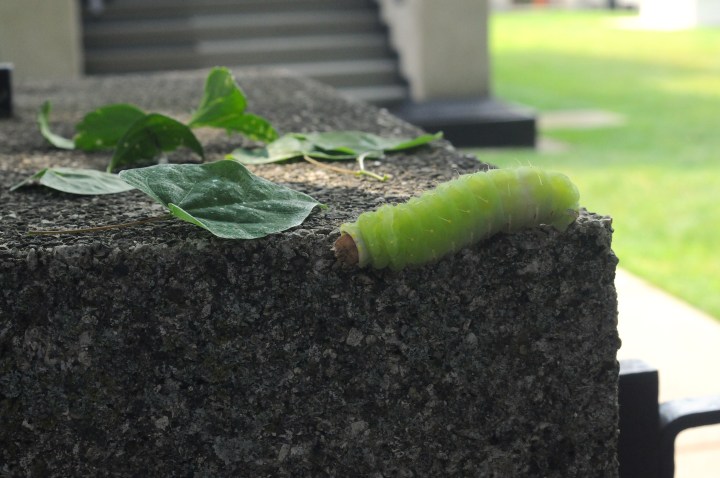 Hills-Decaro House hungry caterpillar on newel post